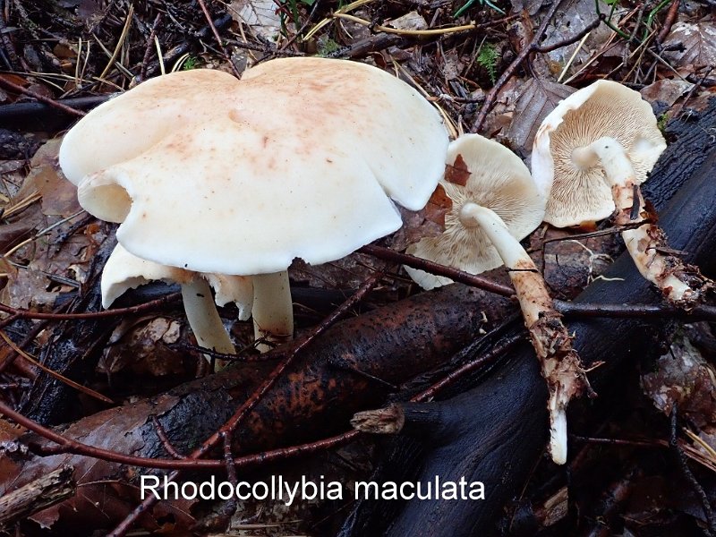 Rhodocollybia maculata-amf481.jpg - Rhodocollybia maculata ; Syn: Collybia maculata ; Non français: Collybie maculée